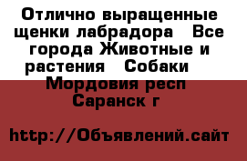 Отлично выращенные щенки лабрадора - Все города Животные и растения » Собаки   . Мордовия респ.,Саранск г.